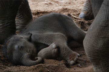 How to put a baby elephant to sleep - Matador Network