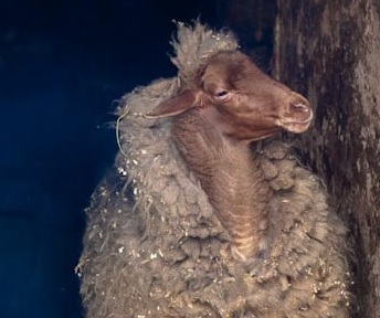 Sheep in Morocco