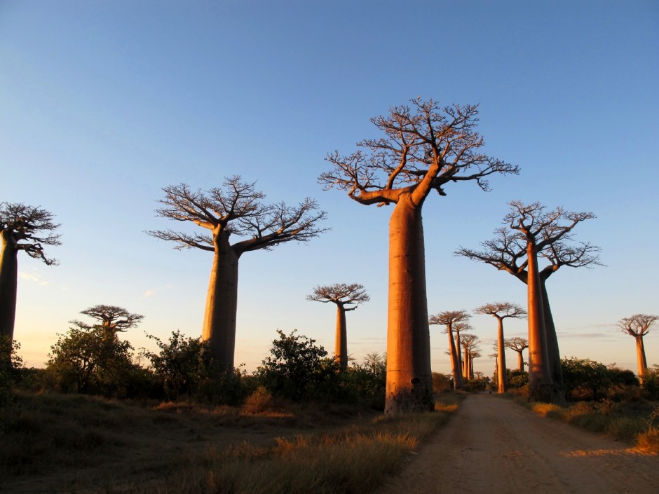 Baobab essay 06 image
