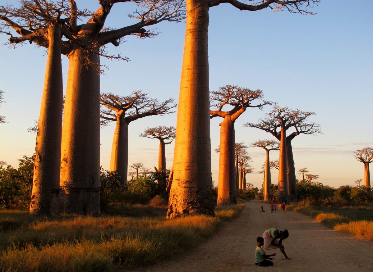 Avenue of the Baobabs Мадагаскар