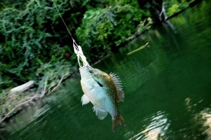 Fishing - Photo courtesy of Shane Townsend