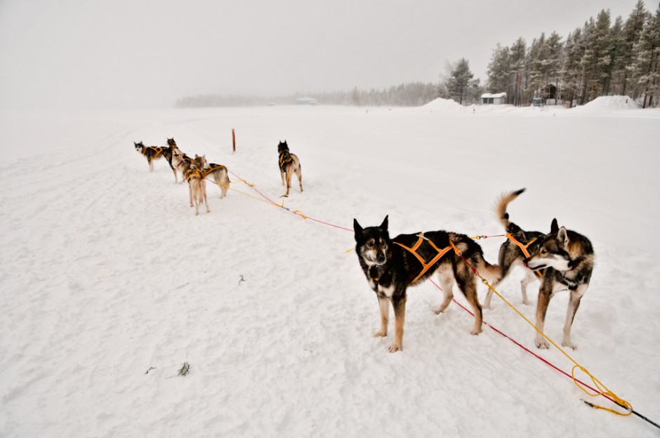 Dogsledding in Swedish Lapland [PICs] Matador Network