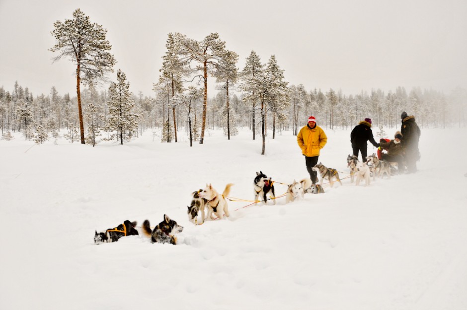 Dogsledding in Swedish Lapland [PICs] Matador Network