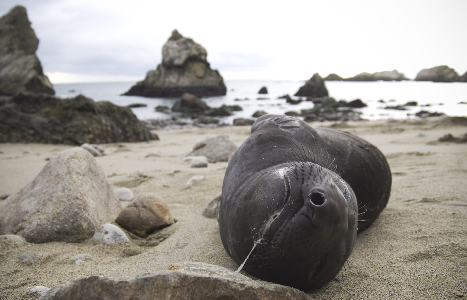 Elephant seal penis