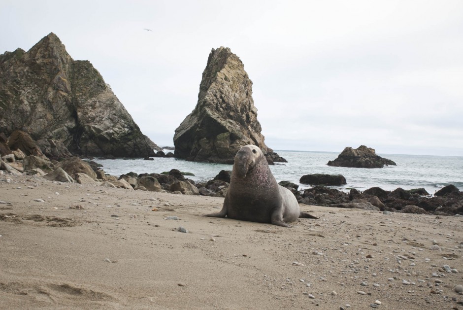 Getting way too close to mating elephant seals [PICS] Matador Network