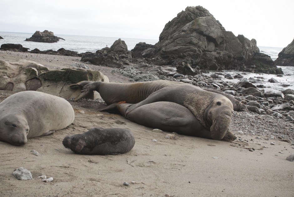 Getting way too close to mating elephant seals [PICS] Matador Network