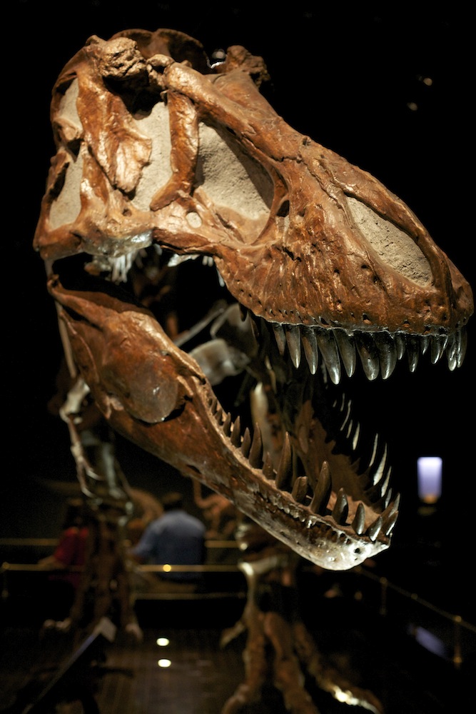 albertosaurus royal tyrrell museum