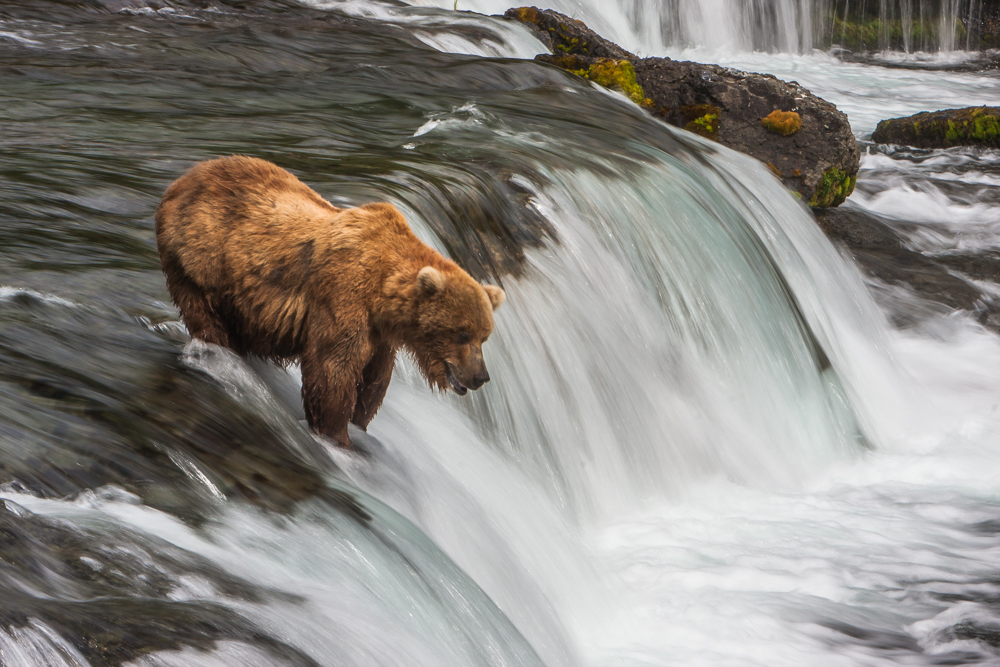 Coastal Brown Bears of Katmai National Park, Alaska [pics] Matador