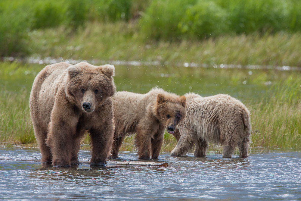Coastal Brown Bears of Katmai National Park, Alaska [pics] - Matador ...