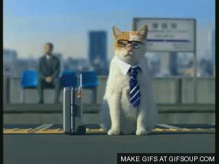 A cat flies to a business meeting