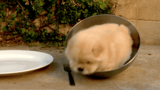 puppy rolling in a metal bowl