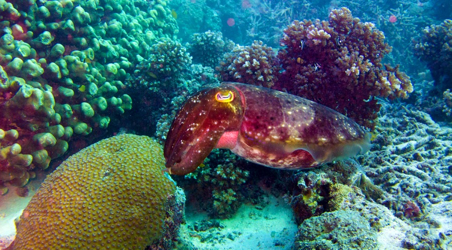 A cuttlefish changing colors