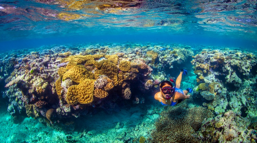 A snorkeler swimming near the reef
