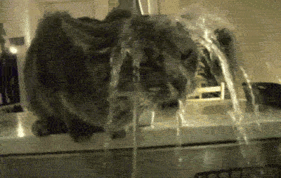 Cat with head under a water faucet