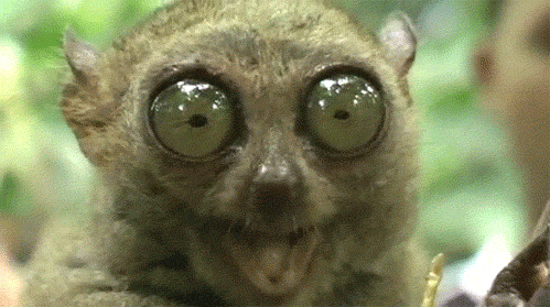 Tarsier with wide eyes