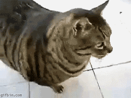 A fat cat flops over onto its back