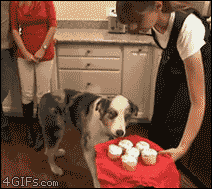 A dog gets crazy eyes while looking at a plate of cupcakes.