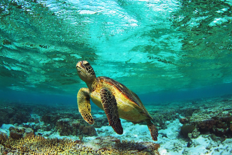 A dream realized on Lady Elliot Island [pics] - Matador Network