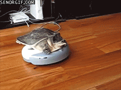 turtle on a roomba