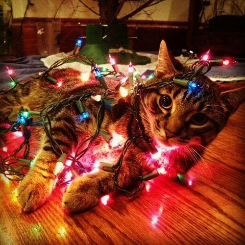 Cat with christmas lights
