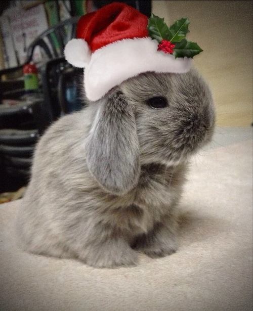 Bunny with hat