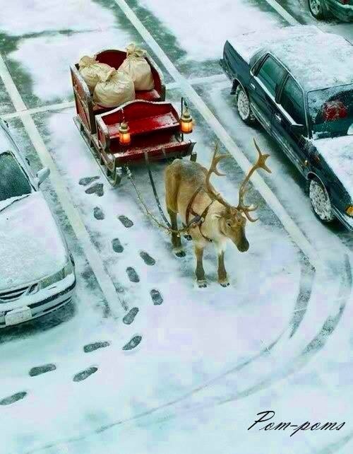 Reindeer pulling sleigh 