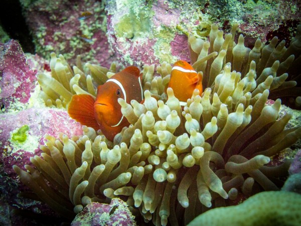 Orange fish by coral