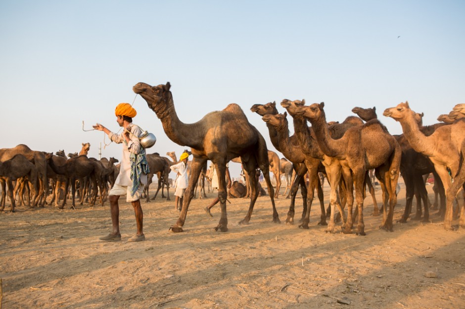 24 hours at the world's largest camel fair: Pushkar, India ...