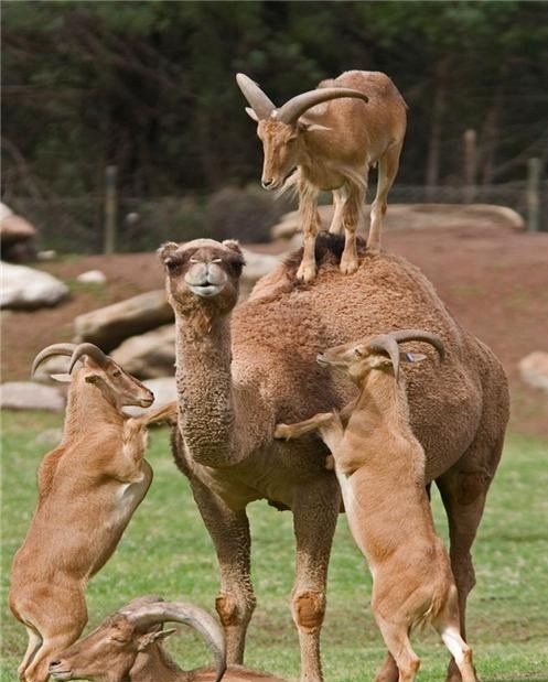 Goats on camel