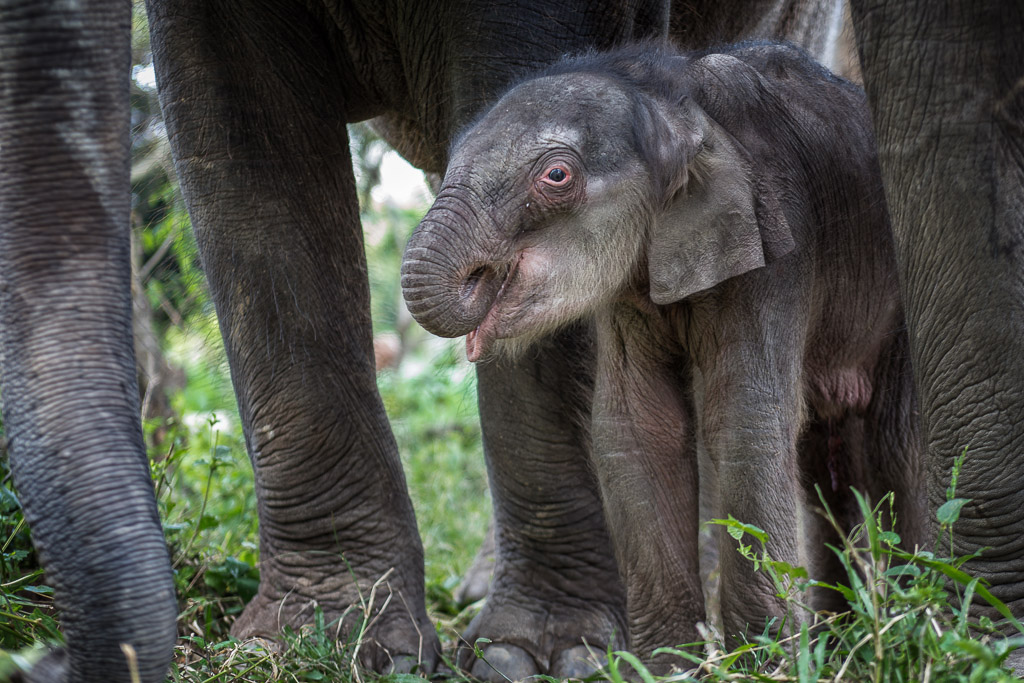 Baby Elephant - Thailand