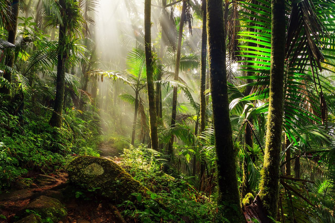 El Yunque national forest in Puerto Rico