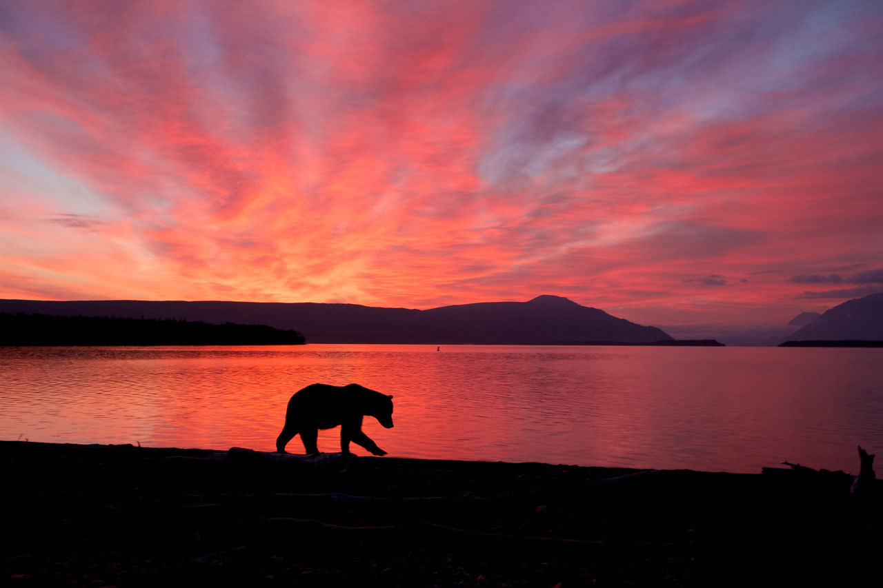 Bear at sunrise