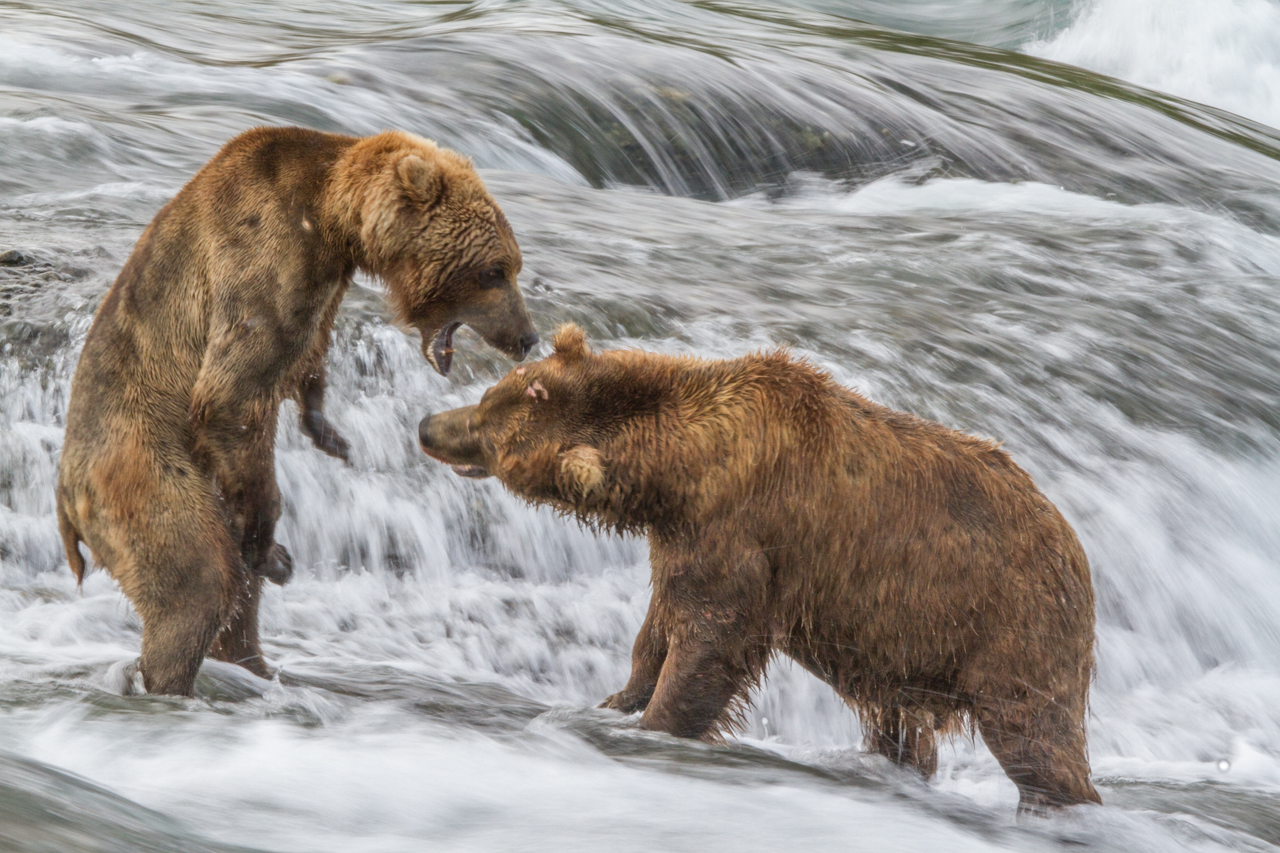 Bear fight