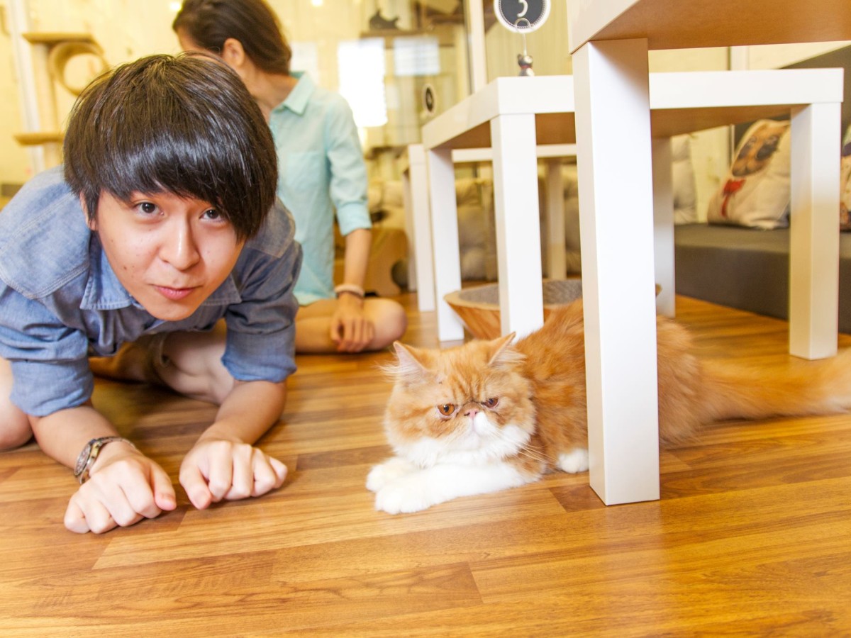 9 cities where you can visit a cat  cafe  Matador Network