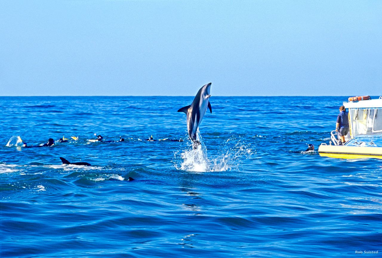Kaikoura dolphins
