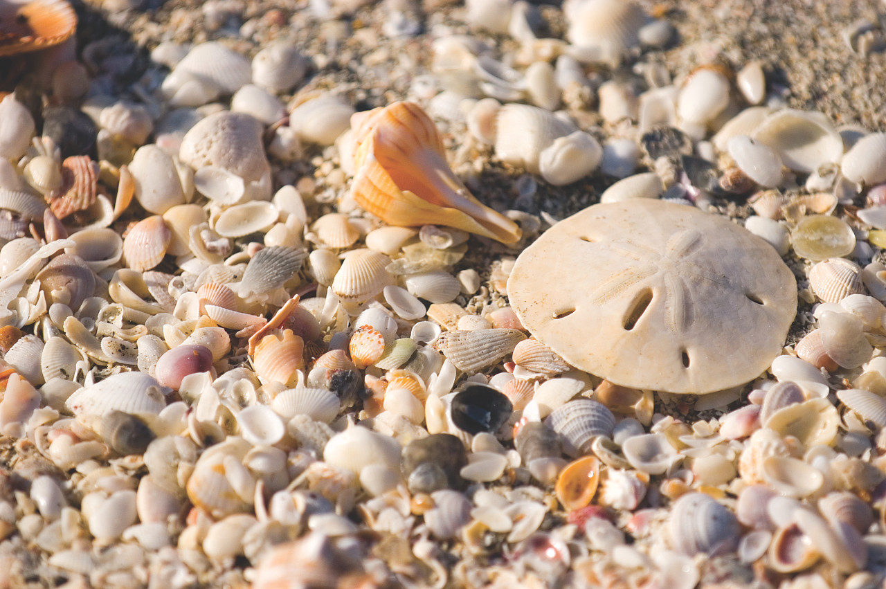 Sanibel beach shells