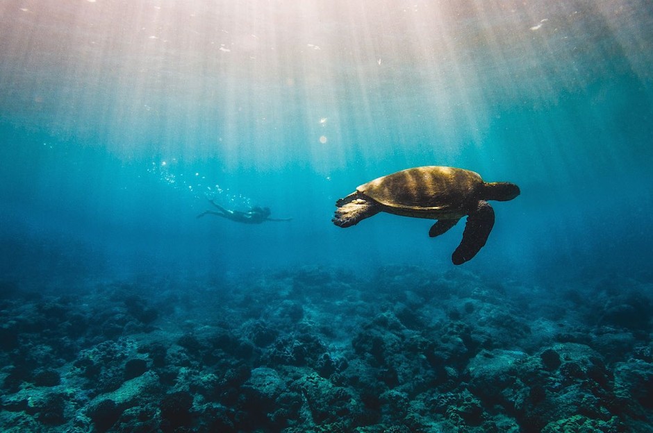 8 ethereal scenes from Hawaii's underwater paradise