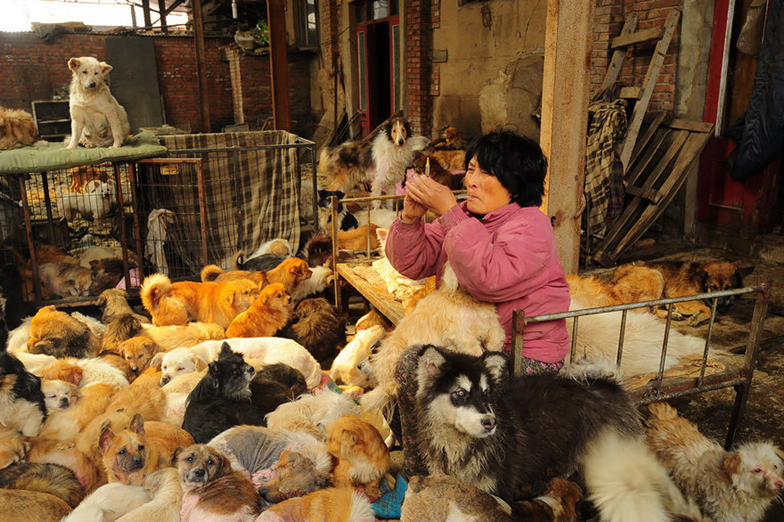 Chinese Woman Crosses Continent and Pays Thousands To Rescue 100 Dogs