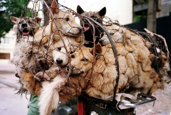 rescued-dogs-yulin-dog-meat-festival-china-24