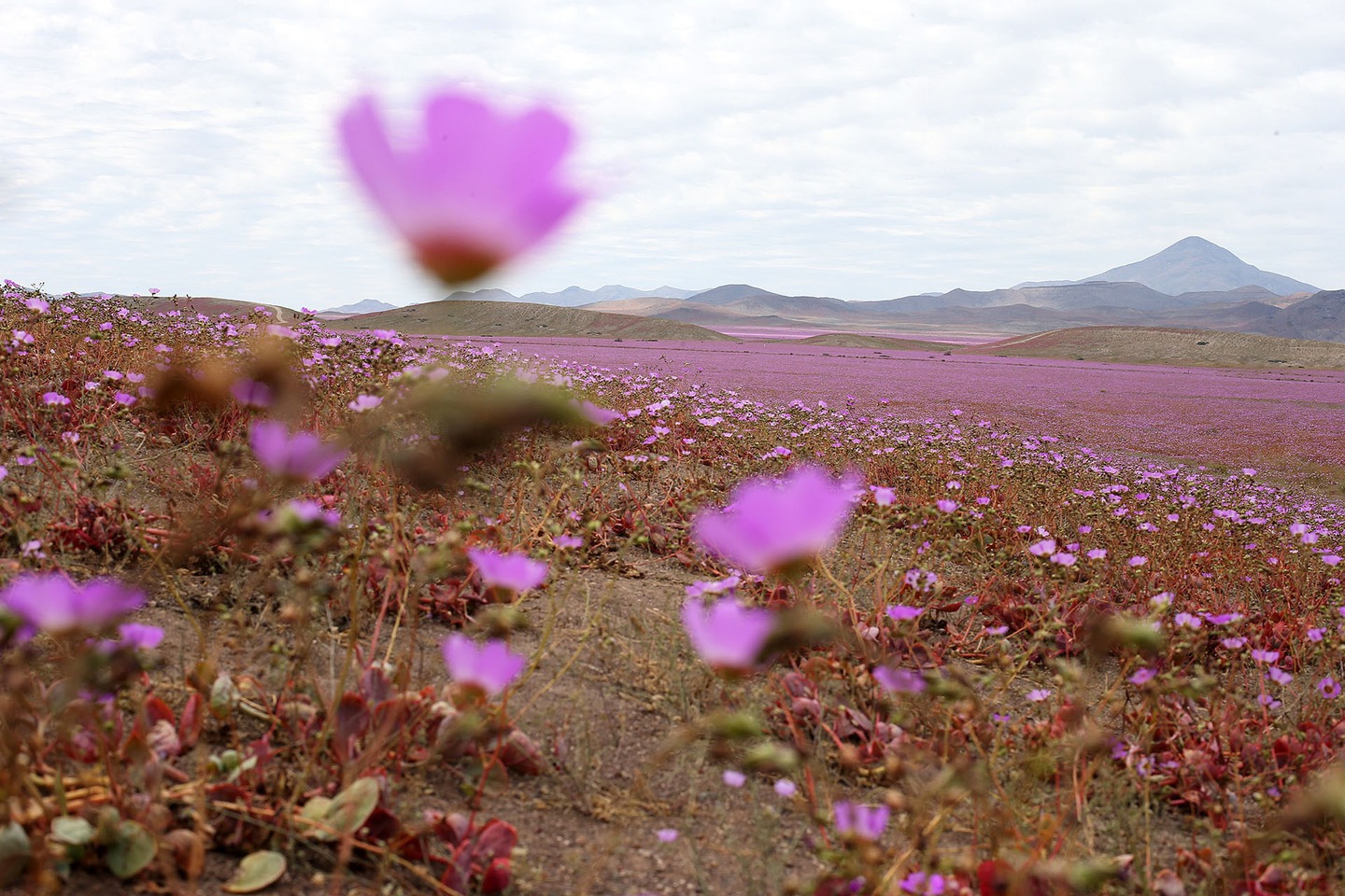 Atacama desert in bloom