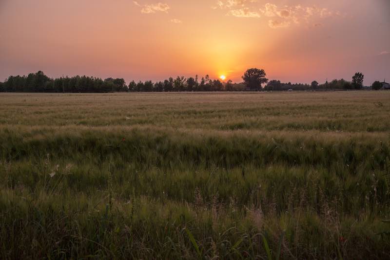 Field sunset