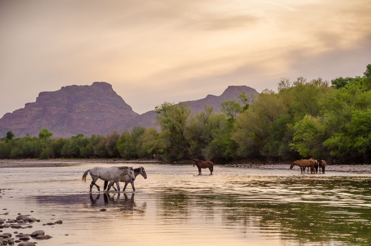 Wild Horses on the Salt River near Phoenix, Arizona, United States of America