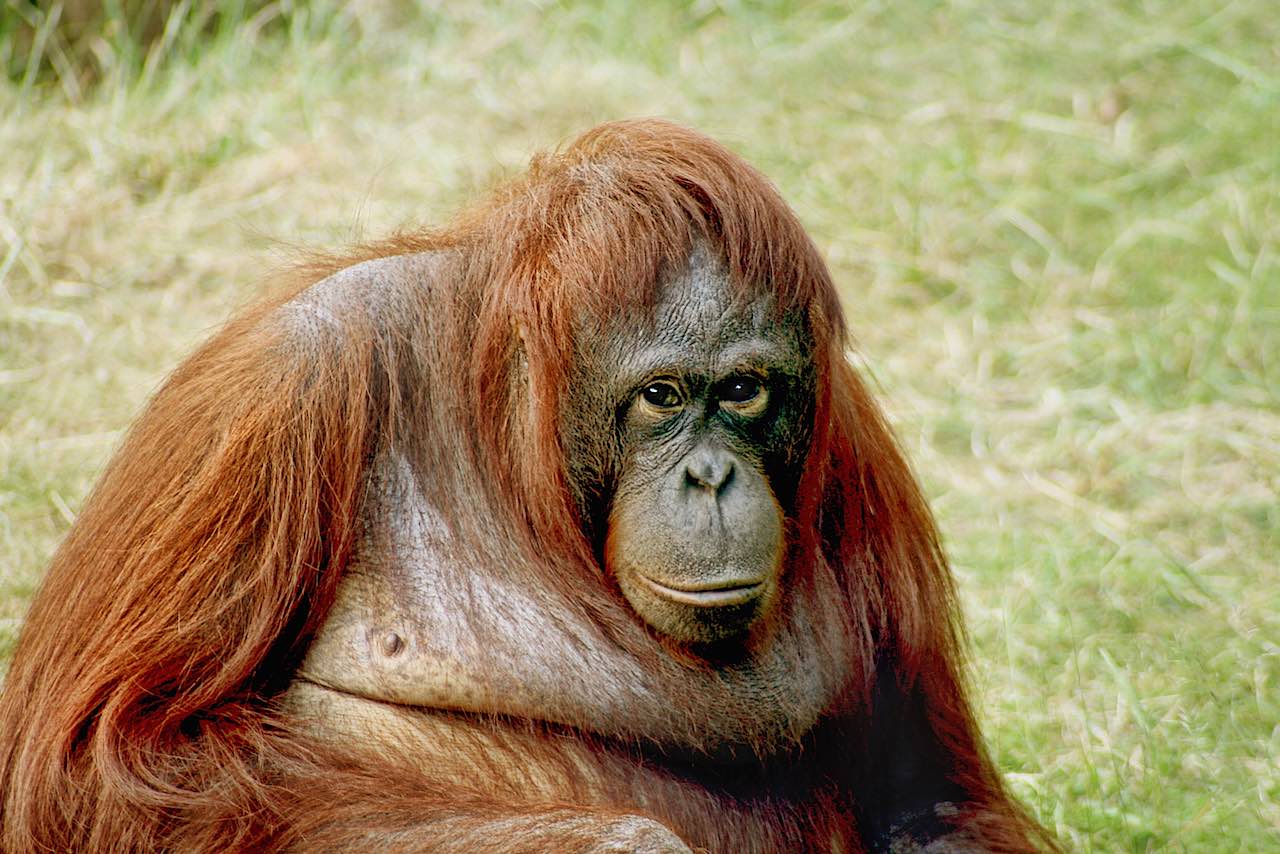 Orangutan-bornean