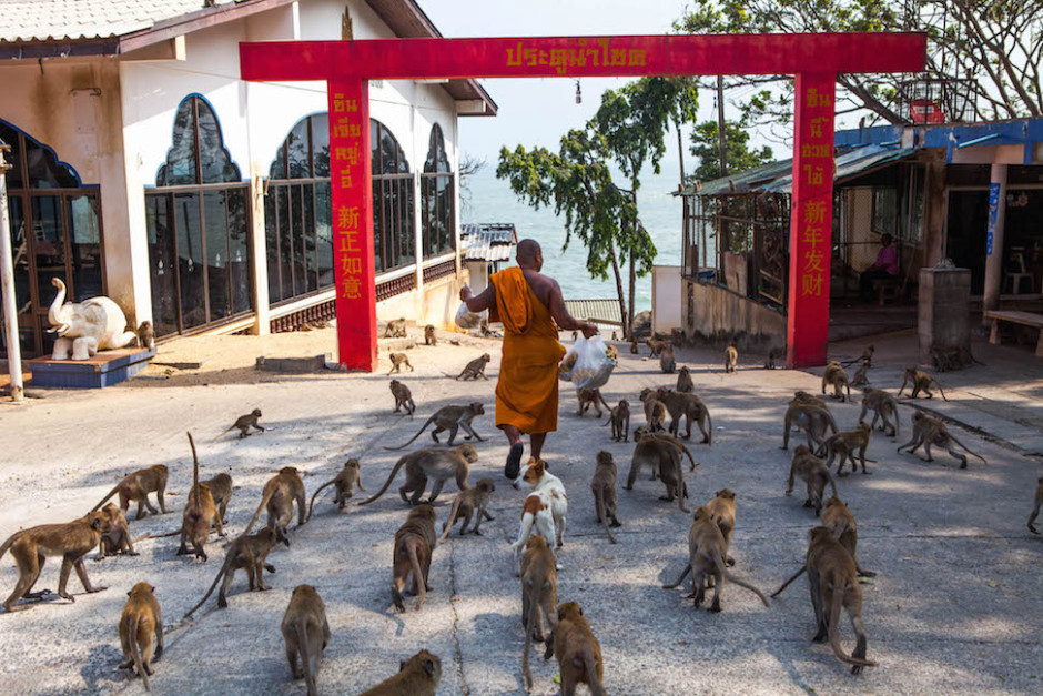 Photo: Monkeys follow a buddhist monk carrying a bag of bananas in a Hua Hin temple.