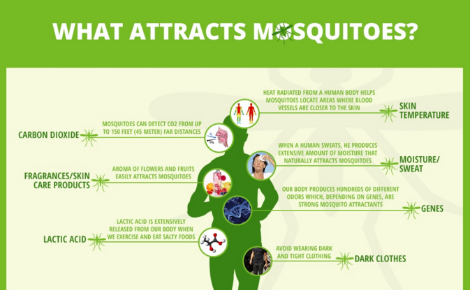 Infographic The Ultimate Guide To Protection Against Mosquito Bites   Mosquitoes Infographic 