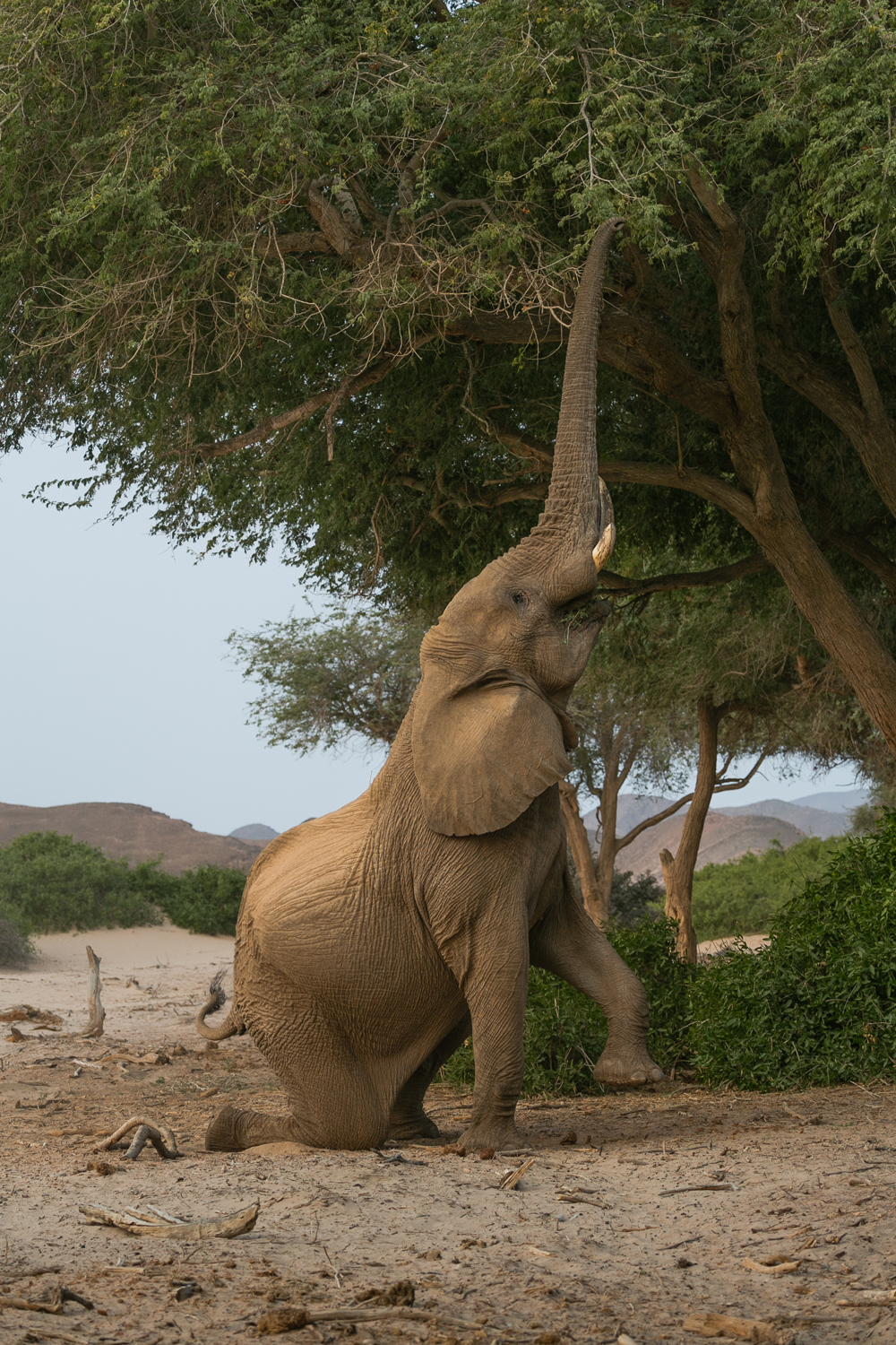 A desert adapted elephant in the Hoanib River valley