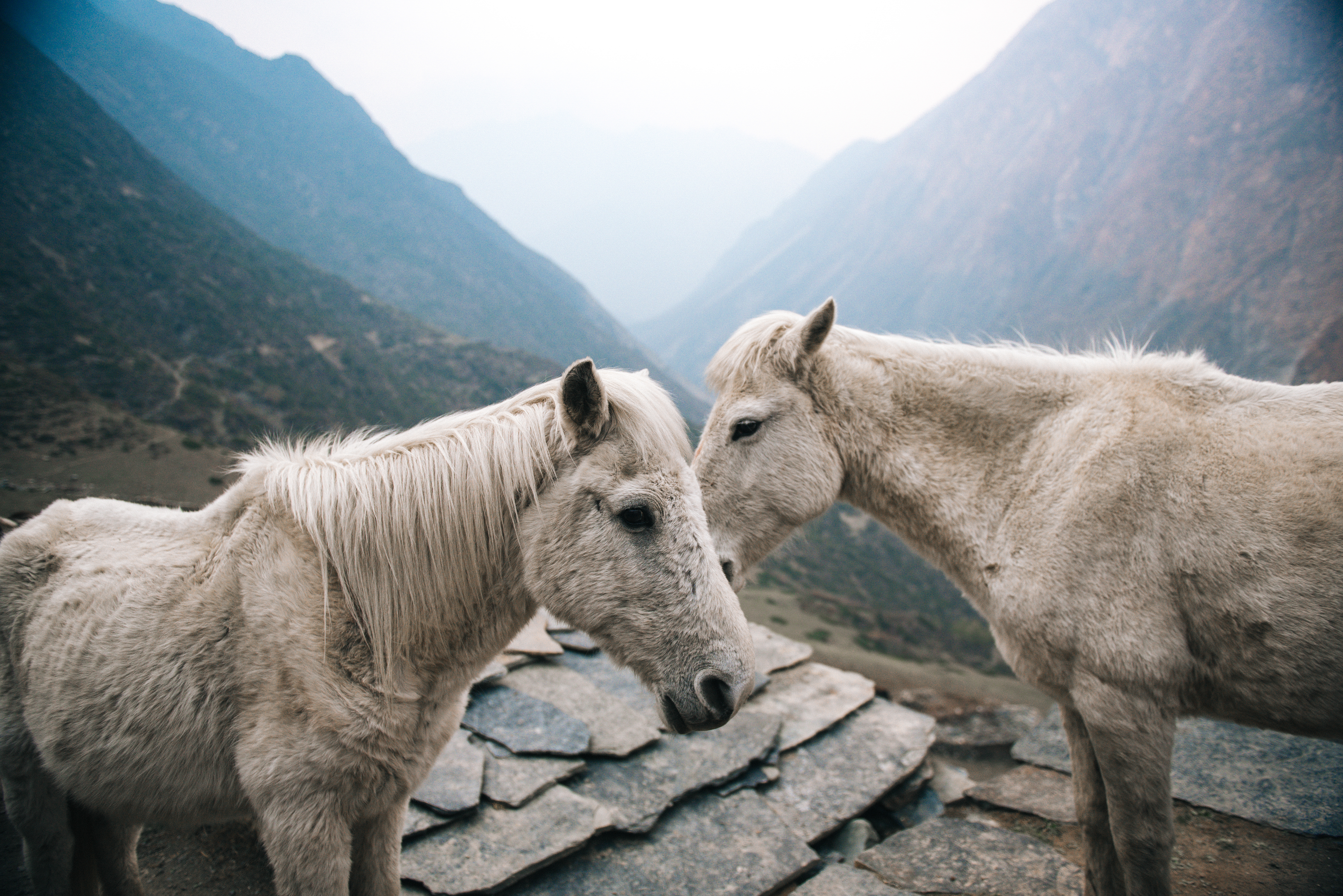 White horses rest after a hard days climb - Tsum Valley.