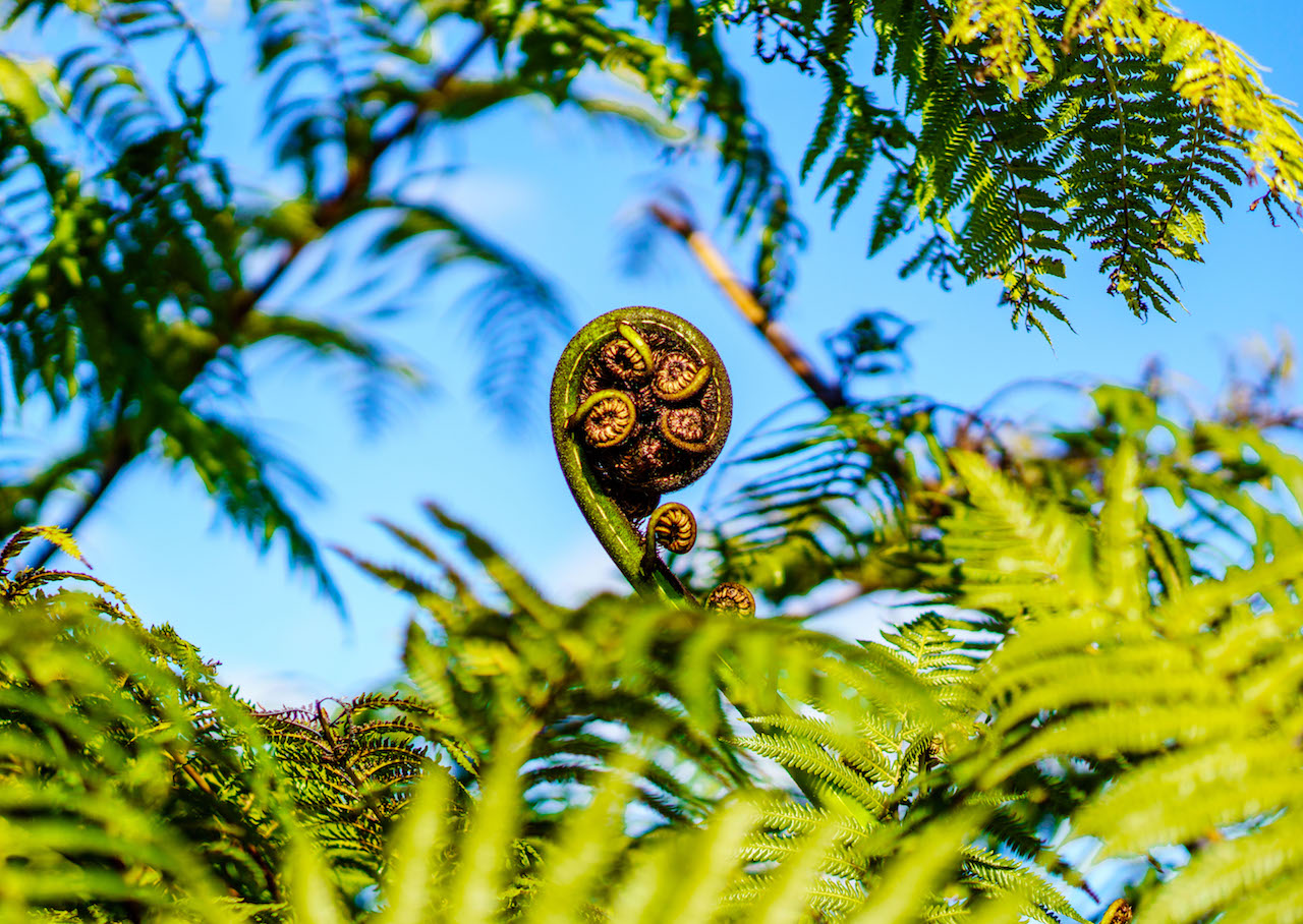 carmenhuterrotorua-24