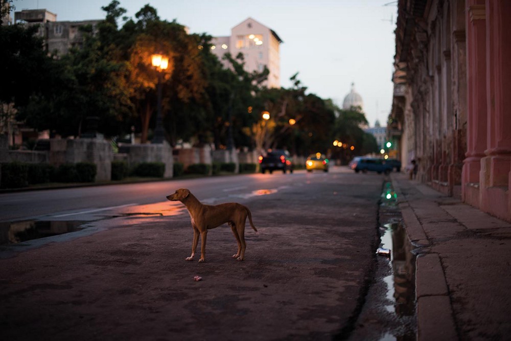 Dog on the streets. Havana, Cuba 2012. ©Jens Lennartsson