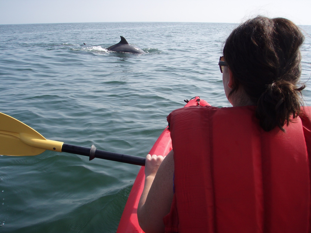 Kayaking with dolphins Virginia Beach